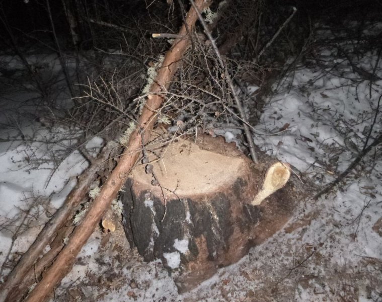 В Забайкалье сотрудники полиции задержали подозреваемого в незаконной рубке леса